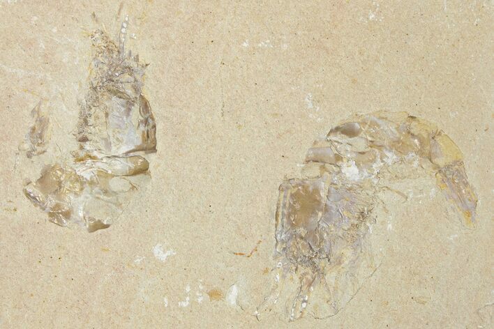 Two Cretaceous Fossil Shrimp - Lebanon #349676